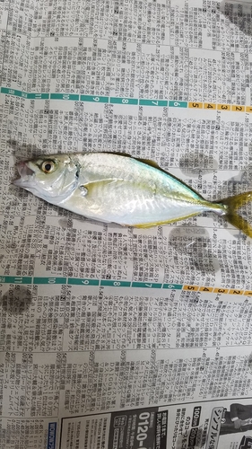 シマアジの釣果