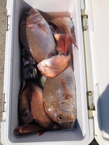 マダイの釣果