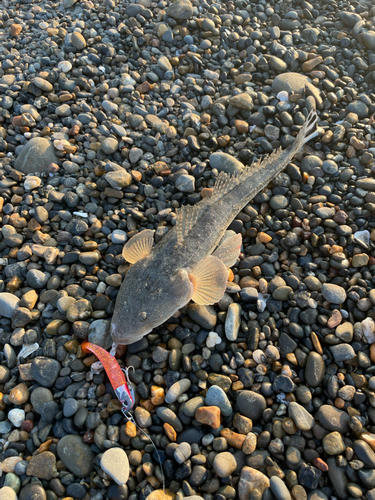 マゴチの釣果