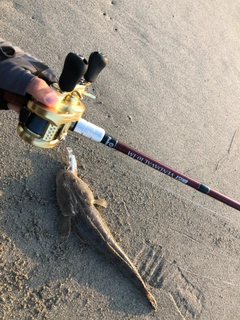 マゴチの釣果