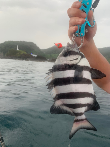 イシダイの釣果