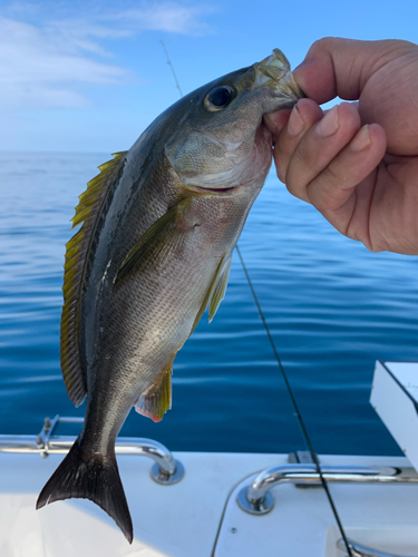 イサキの釣果