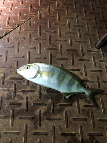 カイワリの釣果