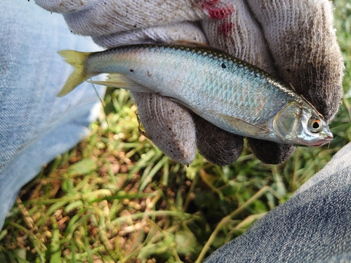 オイカワの釣果