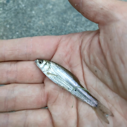 タモロコの釣果