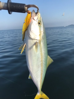 イナダの釣果