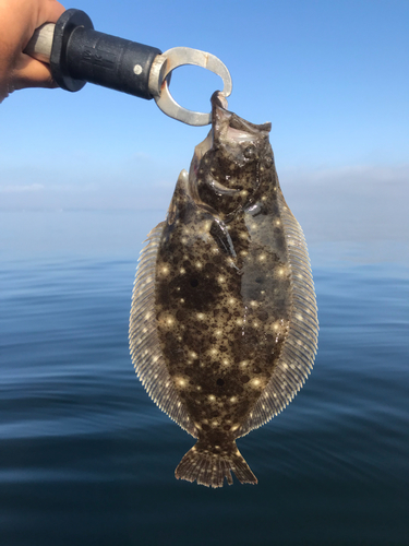 ヒラメの釣果