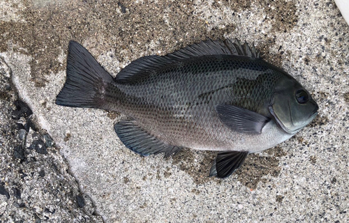 グレの釣果