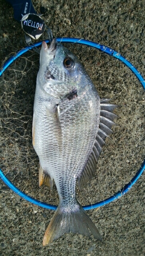 キビレの釣果