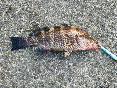 オオモンハタの釣果