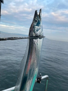 タチウオの釣果