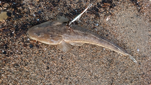 マゴチの釣果