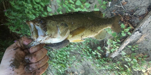 ブラックバスの釣果