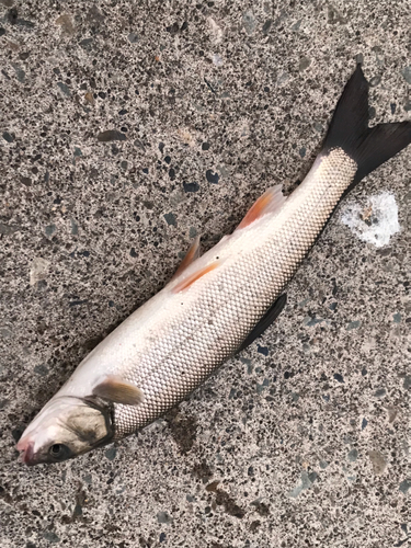 ウグイの釣果