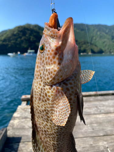 オオモンハタの釣果