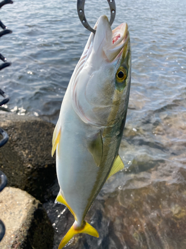 イナダの釣果