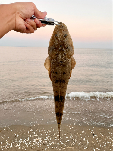 マゴチの釣果