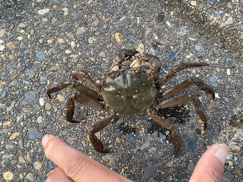 カニの釣果