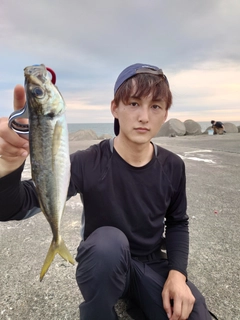 マアジの釣果