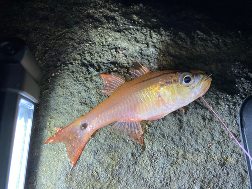 ネンブツダイの釣果