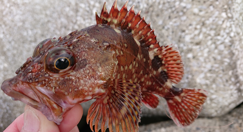 カサゴの釣果