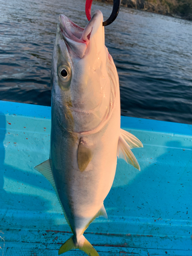 ツバスの釣果