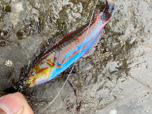 ニシキベラの釣果