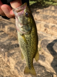 ラージマウスバスの釣果