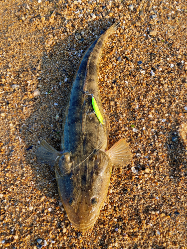 マゴチの釣果