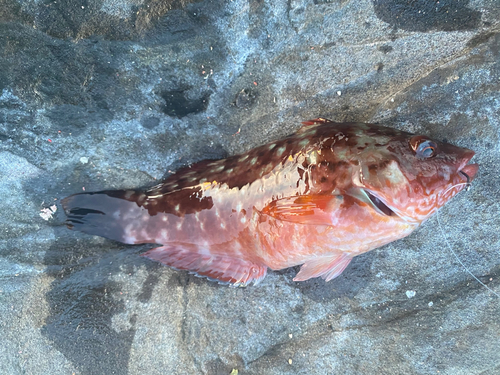 ホシササノハベラの釣果