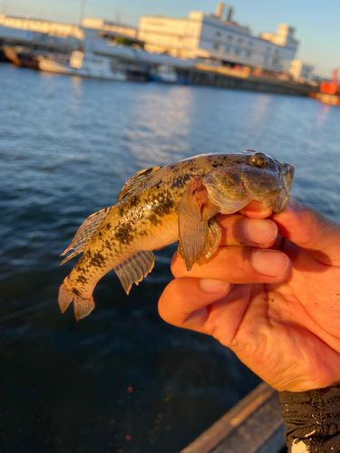 マハゼの釣果