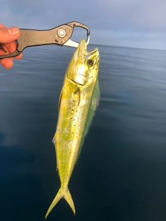 シイラの釣果