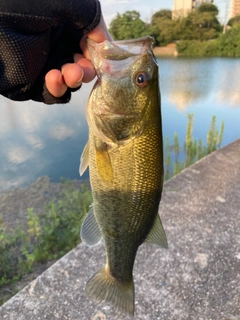 ラージマウスバスの釣果