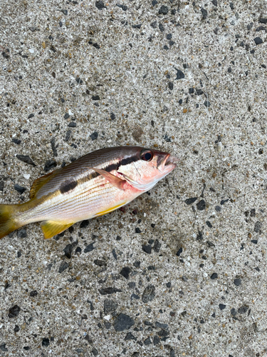 ヨコスジフエダイの釣果