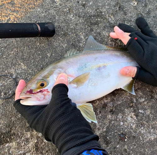 ネリゴの釣果