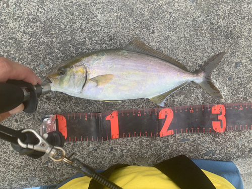 ショゴの釣果