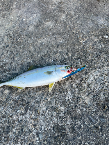 ツバスの釣果