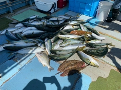 ハマチの釣果