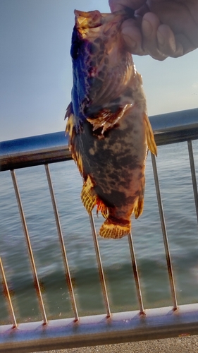 タケノコメバルの釣果