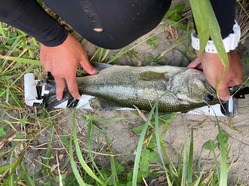 ラージマウスバスの釣果