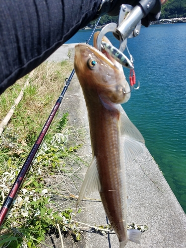 エソの釣果