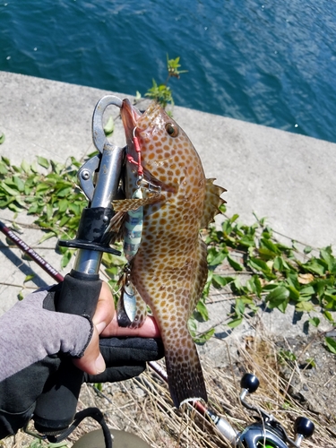 オオモンハタの釣果