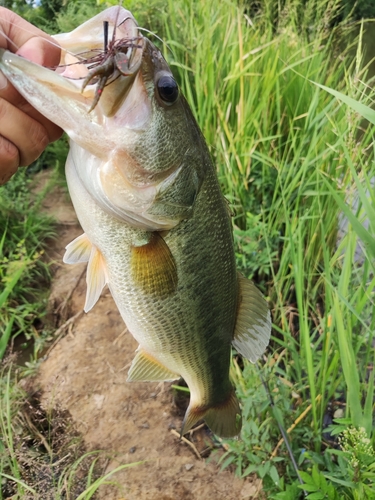 ラージマウスバスの釣果