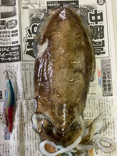 コウイカの釣果