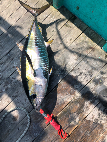 キハダマグロの釣果