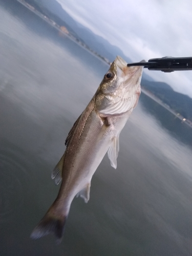 セイゴ（マルスズキ）の釣果