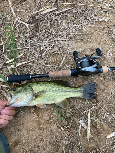 ラージマウスバスの釣果