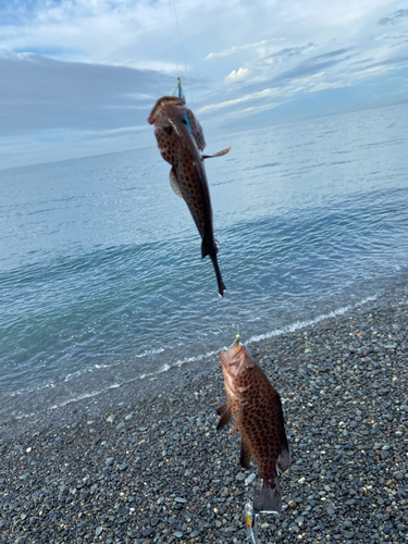 オオモンハタの釣果