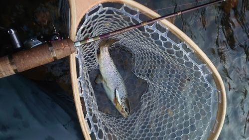 ブラウントラウトの釣果