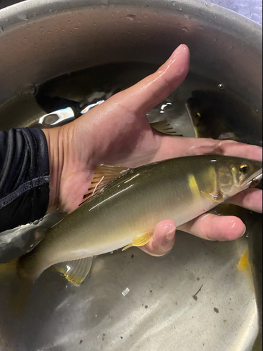 アユの釣果